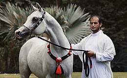 Cheval gris vu de face regardant vers la gauche, tenu en longe par un homme typé arabe.