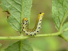 Arge pagana (familia Argidae) Polonia