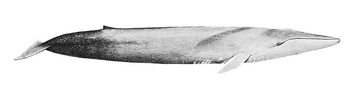 Balaenoptera musculus