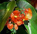 Begonia 'Orange Sherbet'