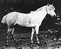 Exemple histoire du cheval Breton : photo d'un bidet du début du XXe.