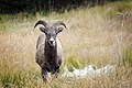 Bighorn sheep in Kananaskis
