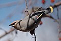 Bohemian Waxwing.