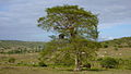 Pied de Terminalia tetraphylla.