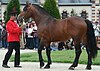 Norman Cob stallion