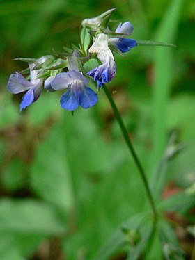 Collinsia parviflora