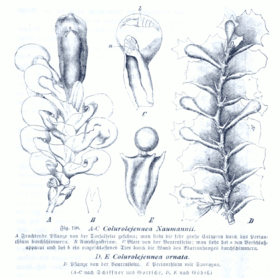 Hepática do género Colurolejeunea (E. Gilg & K. Schumann, Das Pflanzenreich. Hausschatz des Wissens., ca. 1900)