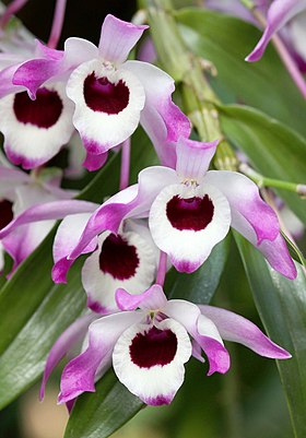 Orquídea Dendrobium nobile em período de floração