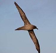 Seabird (light-mantled sooty albatross) flying over the Drake Passage