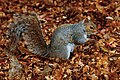 An Eastern Grey Squirrel photographed in Beacon Hill Park