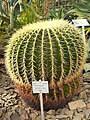 Echinocactus grisonii, Ботаничка градина, Бон, Германија