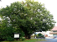 Dicke Linde in Elliehausen