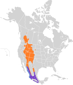 Distribución geográfica del mosquero cordillerano.