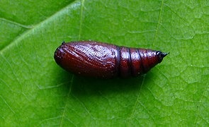 Erannis defoliaria chrysalide