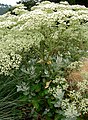 Eriogonum giganteum