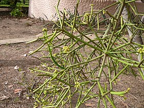 Euphorbia tirucalli