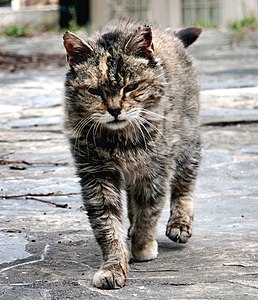 Feral barn cat, Virginia, USA