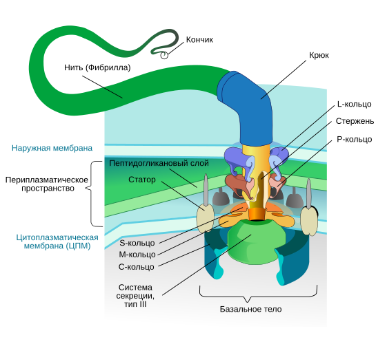 Схема строения жгутика грам-отрицательных бактерий