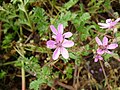 Blüten der unbekannten Pflanze, Fotografiert auf dem Darß, MV.