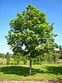 Image 32Fraxinus excelsior (from List of trees of Great Britain and Ireland)