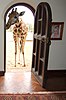 Rothschild giraffe at door of Giraffe Manor