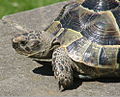 Greek tortoise