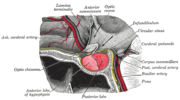 Anteriorna hipofiza