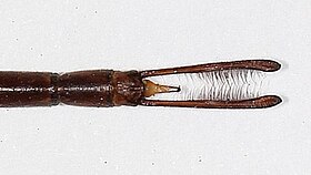 Male anal appendages viewed from above. Note slightly curved tips. Australian Museum specimen K305406