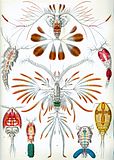 (Copepoda)