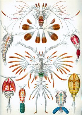 E.Haeckel: Kunstformen der Natur