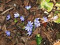 Anemone hepatica