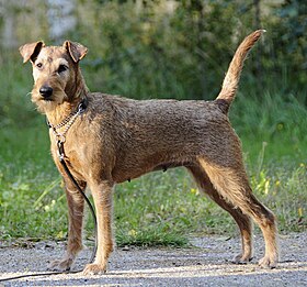 Terrier irlandais