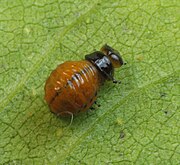 Labidomera clivicollis, larva