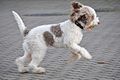 Lagotto blanc et marron clair