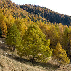 Description de l'image Larix decidua Saastal.jpg.