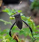Passionvine bug