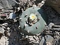 Lophophora diffusa