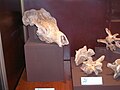 Megaloceros giganteus skull and spinal vertebra