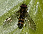 Meligramma（英语：Meligramma）