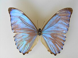 Morpho aurora