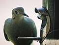 Mourning Doves at a thistle feeder.