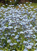 Myosotis des champs.