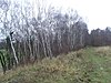 Narborough Railway Embankment