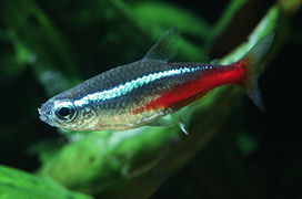 Paracheirodon innesi (Characidae)