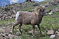 オオツノヒツジ(bighorn sheep)