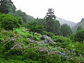 あじさい山公園