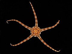 Ophiolepis elegans (Amphilepidida)