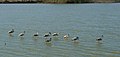 Flamencos (Phoenicopterus roseus) juveniles en las salinas.