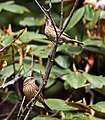 Carpodacus rodochroa (ženke)