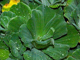 Pistia stratiotes, розетка листьев